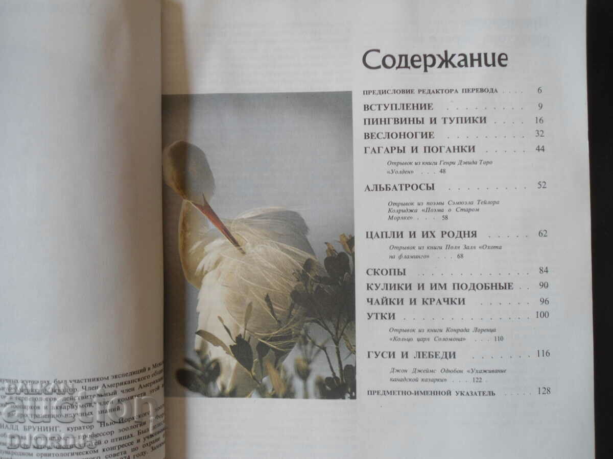 Auction Birds sea, preserve and river Auction Birds sea, preserve and river