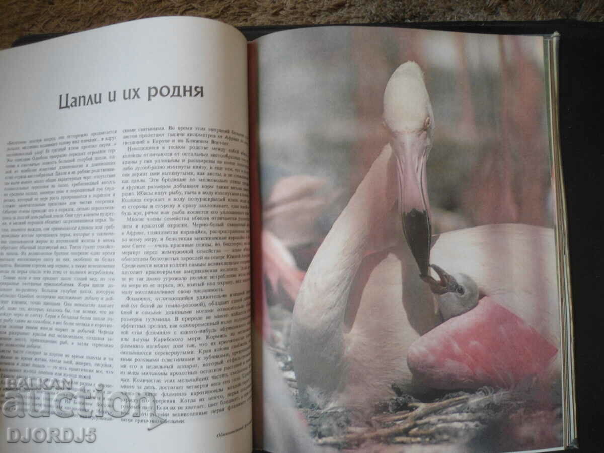 Delivery of Birds sea, preserve and river Delivery of Birds sea, preserve and river