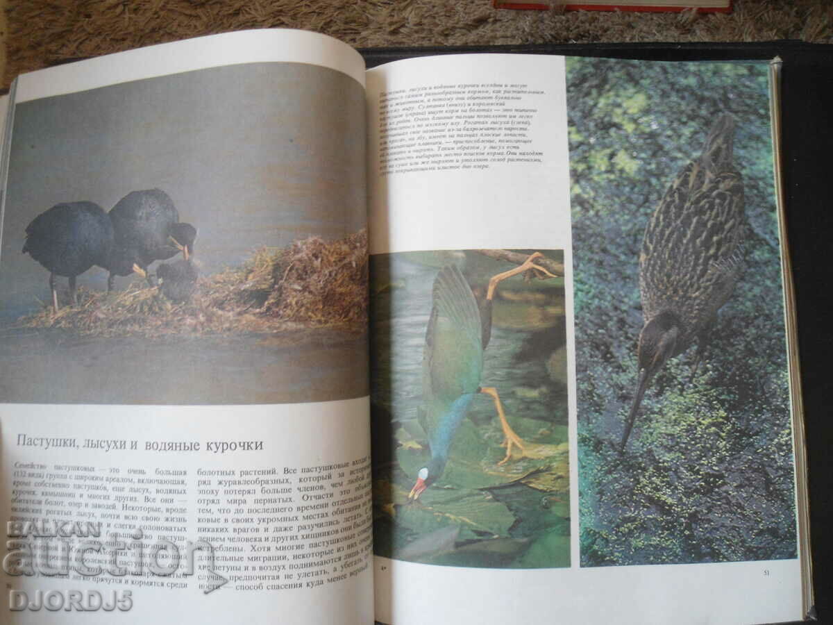 Birds sea, preserve and river - 5 Birds sea, preserve and river - 5