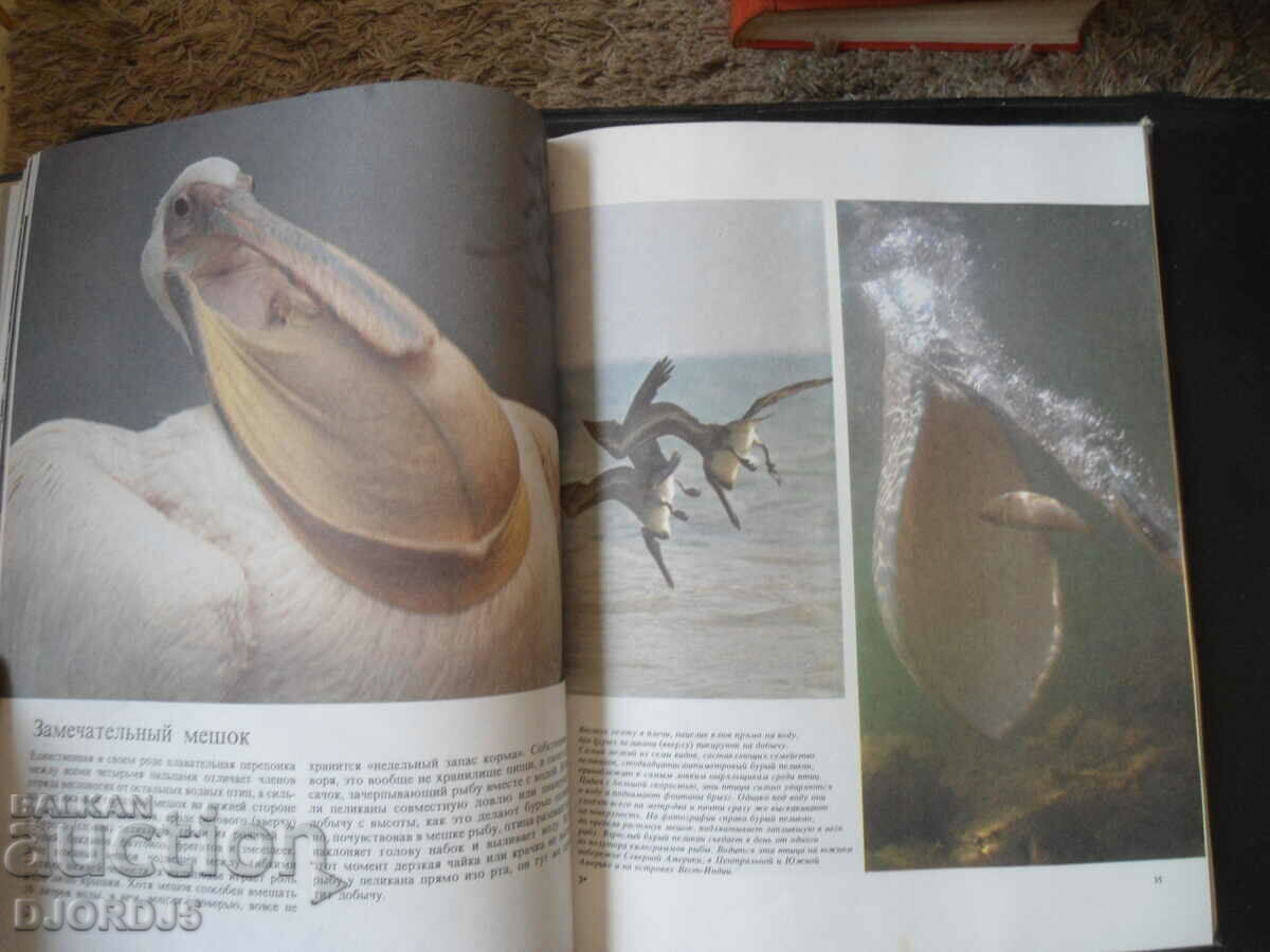 Birds sea, preserve and river - 6 Birds sea, preserve and river - 6