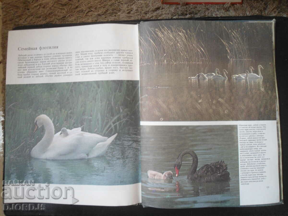 Birds sea, preserve and river - 7 Birds sea, preserve and river - 7