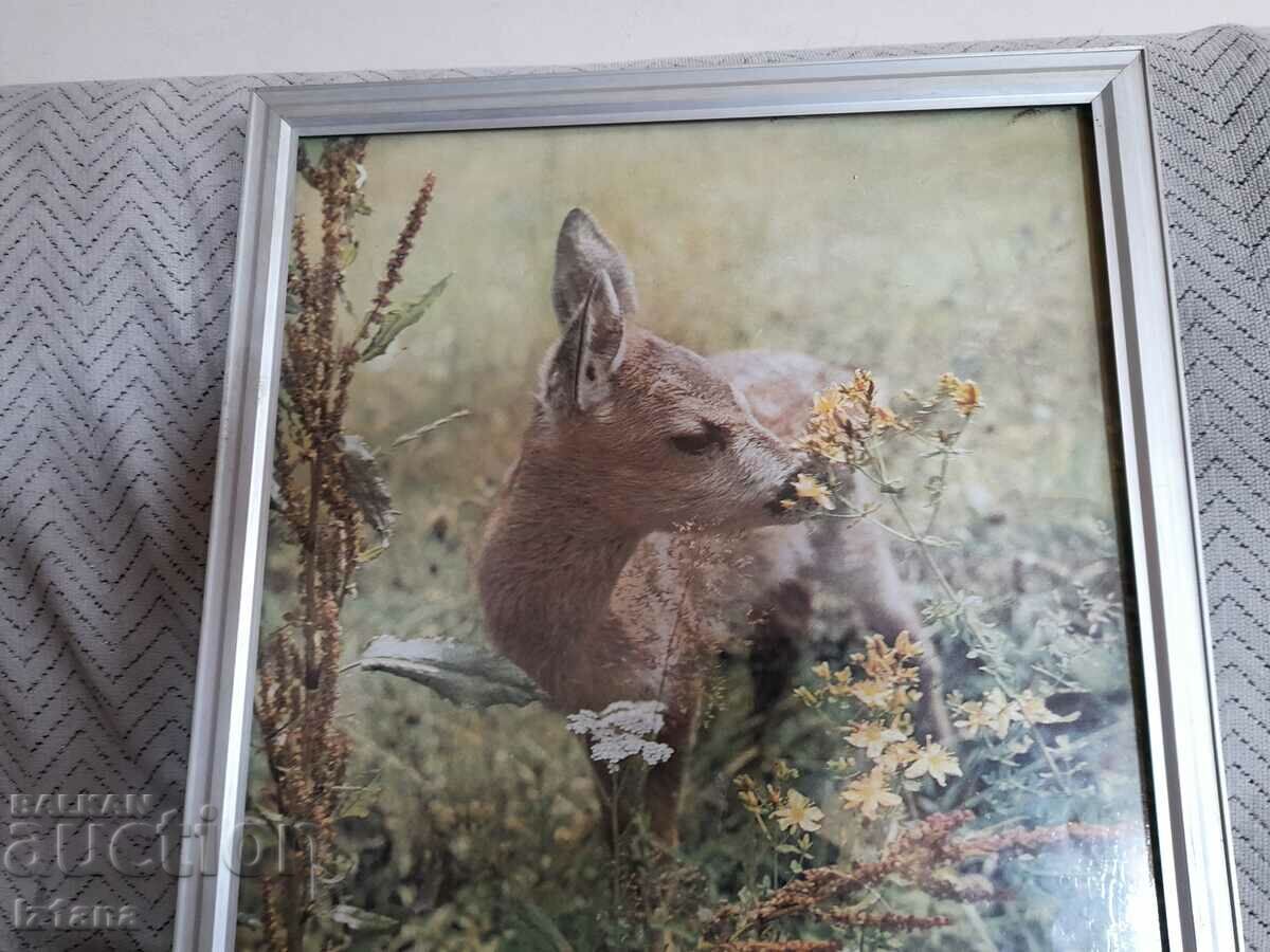 fotografie veche cu preț 25.00 BGN | € 12.78