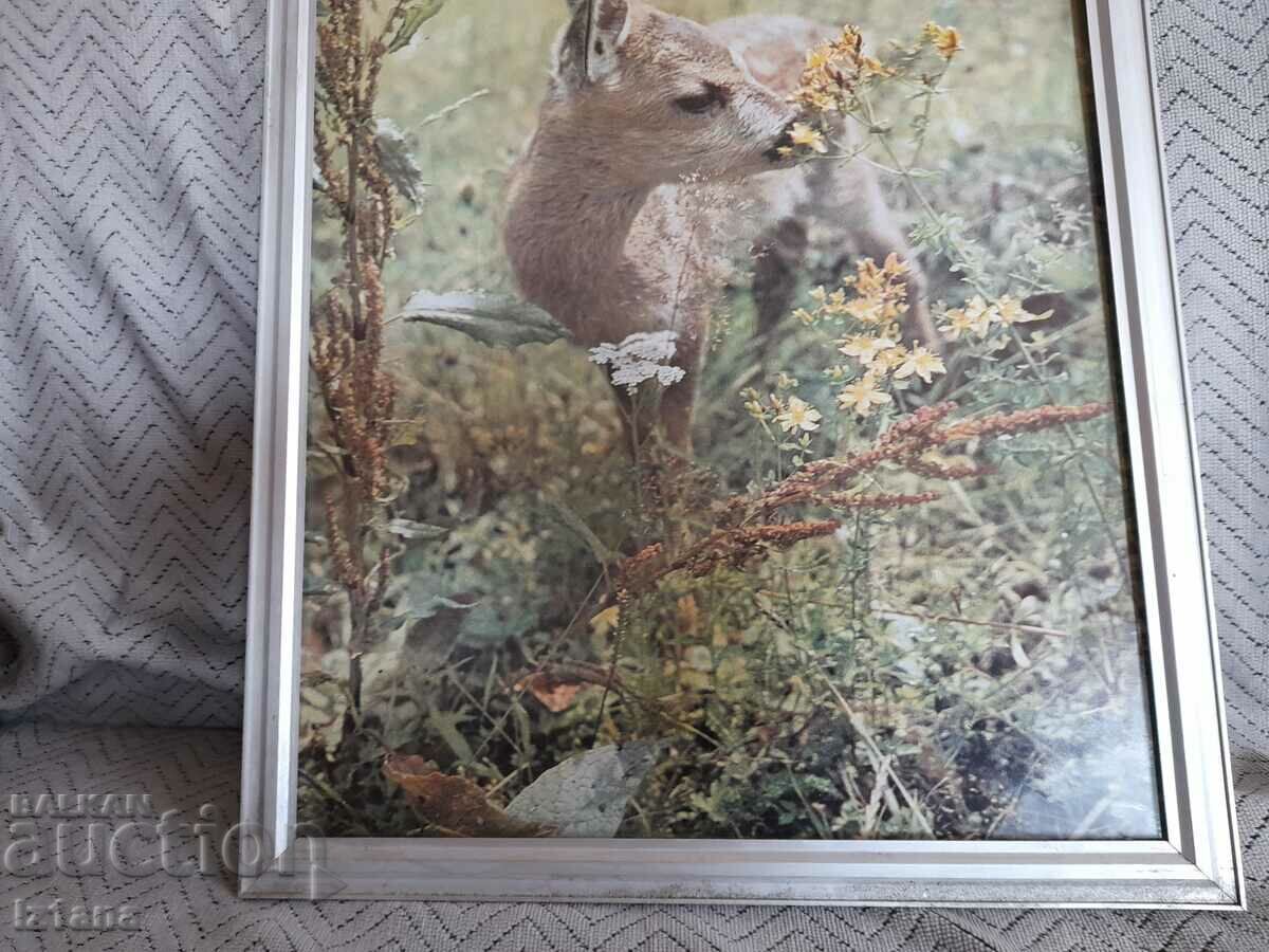 Licitație fotografie veche