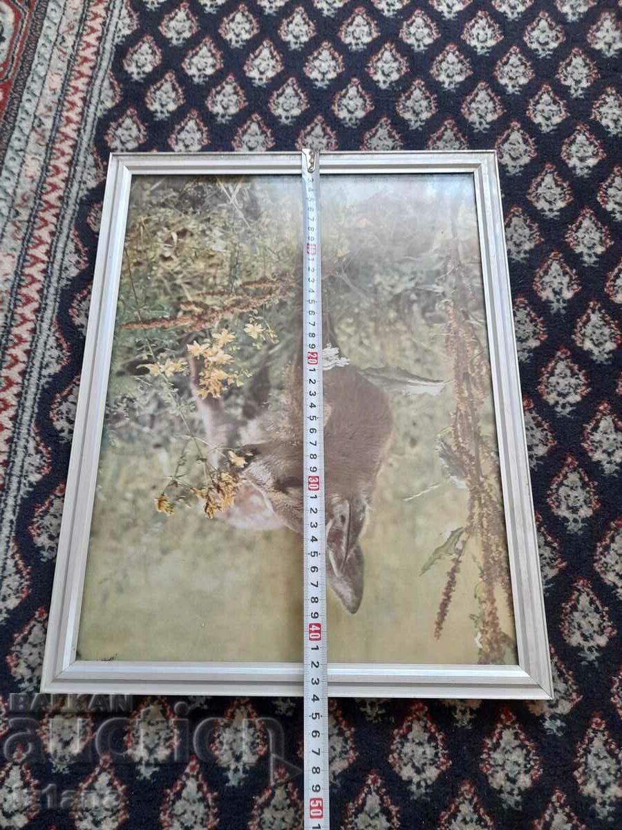 fotografie veche - 5