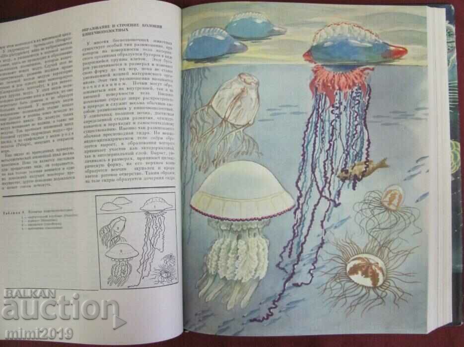 Auction 1968.Book of Animals and Sea Dwellers Volume 1 Auction 1968.Book of Animals and Sea Dwellers Volume 1