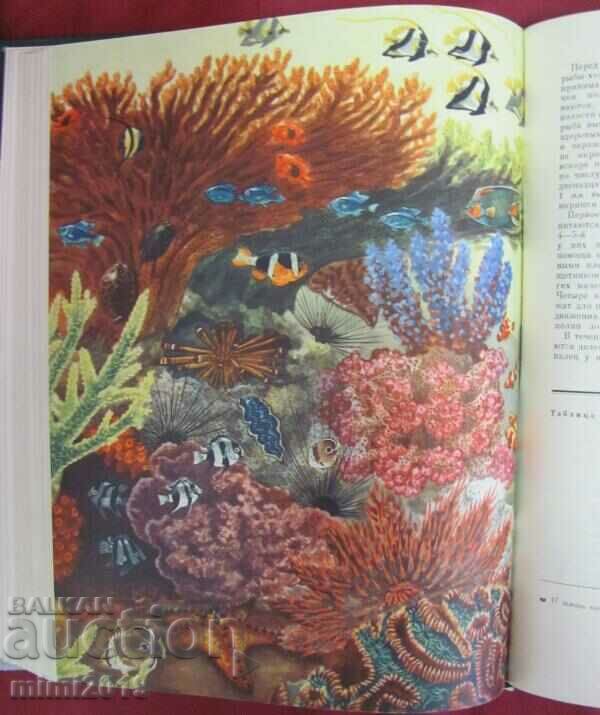 Delivery of 1968.Book of Animals and Sea Dwellers Volume 1 Delivery of 1968.Book of Animals and Sea Dwellers Volume 1