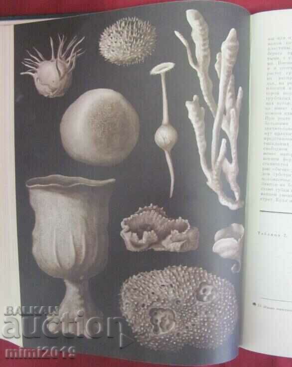 1968.Book of Animals and Sea Dwellers Volume 1 - 5 1968.Book of Animals and Sea Dwellers Volume 1 - 5