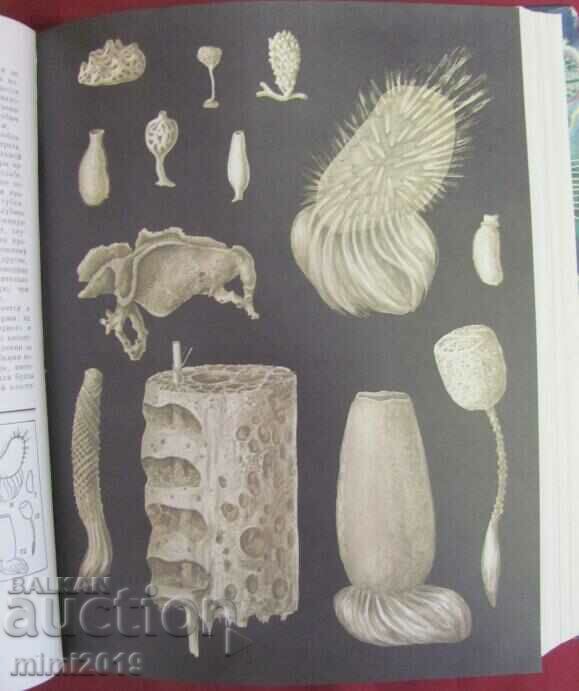 1968.Book of Animals and Sea Dwellers Volume 1 - 6 1968.Book of Animals and Sea Dwellers Volume 1 - 6