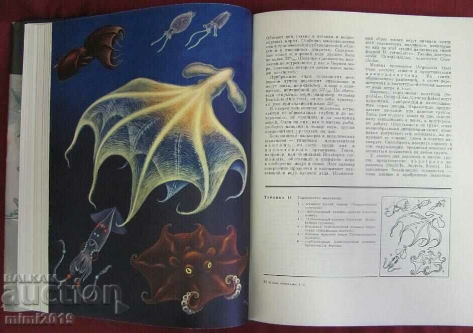 Delivery of 1968.Book of Animals and Marine Dwellers Volume 2 Delivery of 1968.Book of Animals and Marine Dwellers Volume 2