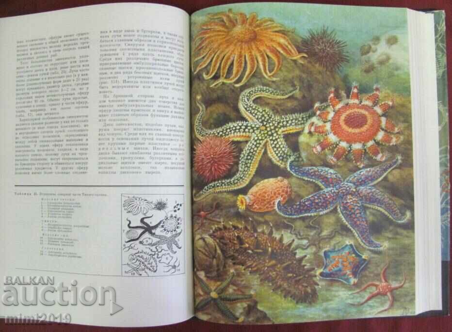1968.Book of Animals and Marine Dwellers Volume 2 - 5 1968.Book of Animals and Marine Dwellers Volume 2 - 5