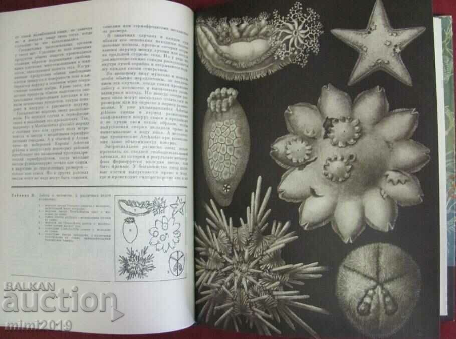 1968.Book of Animals and Marine Dwellers Volume 2 - 6 1968.Book of Animals and Marine Dwellers Volume 2 - 6