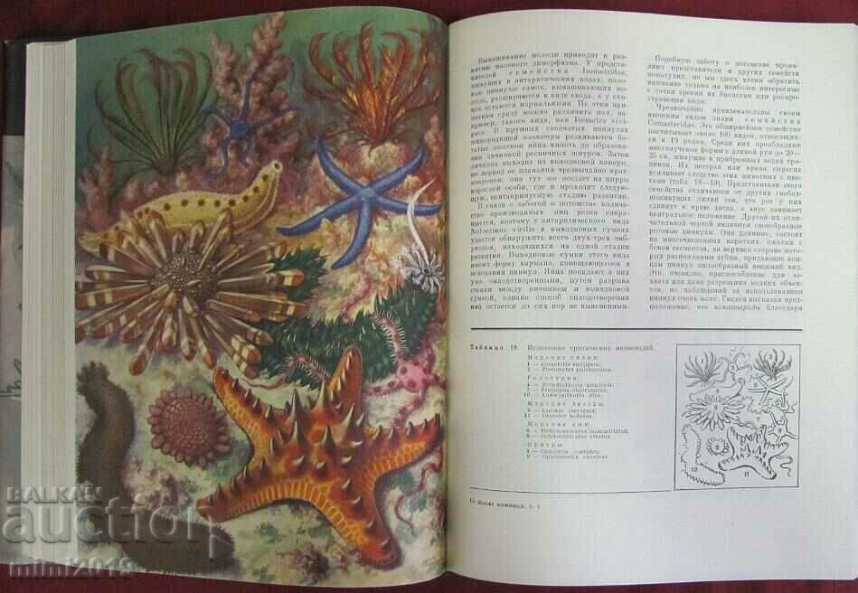 1968.Book of Animals and Marine Dwellers Volume 2 - 7 1968.Book of Animals and Marine Dwellers Volume 2 - 7