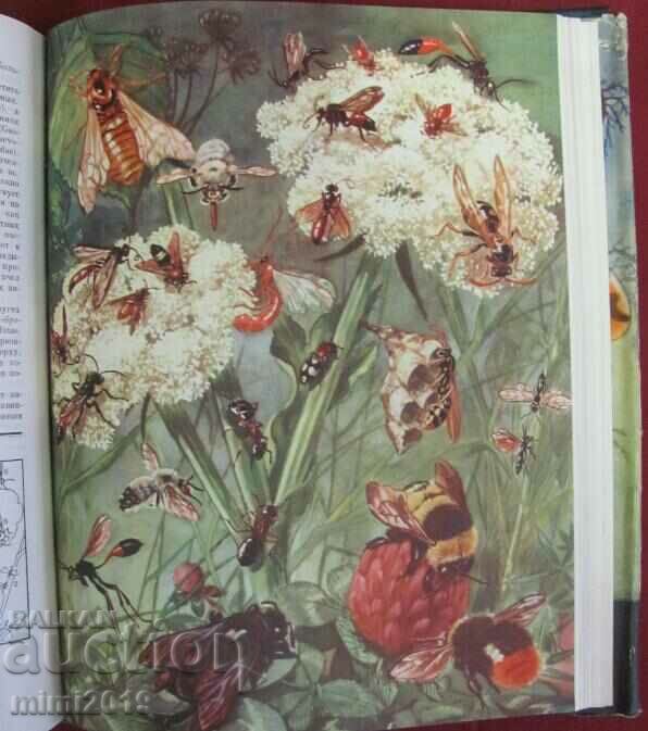 1969.Book of Animals, Insects Volume 3 - 7 1969.Book of Animals, Insects Volume 3 - 7