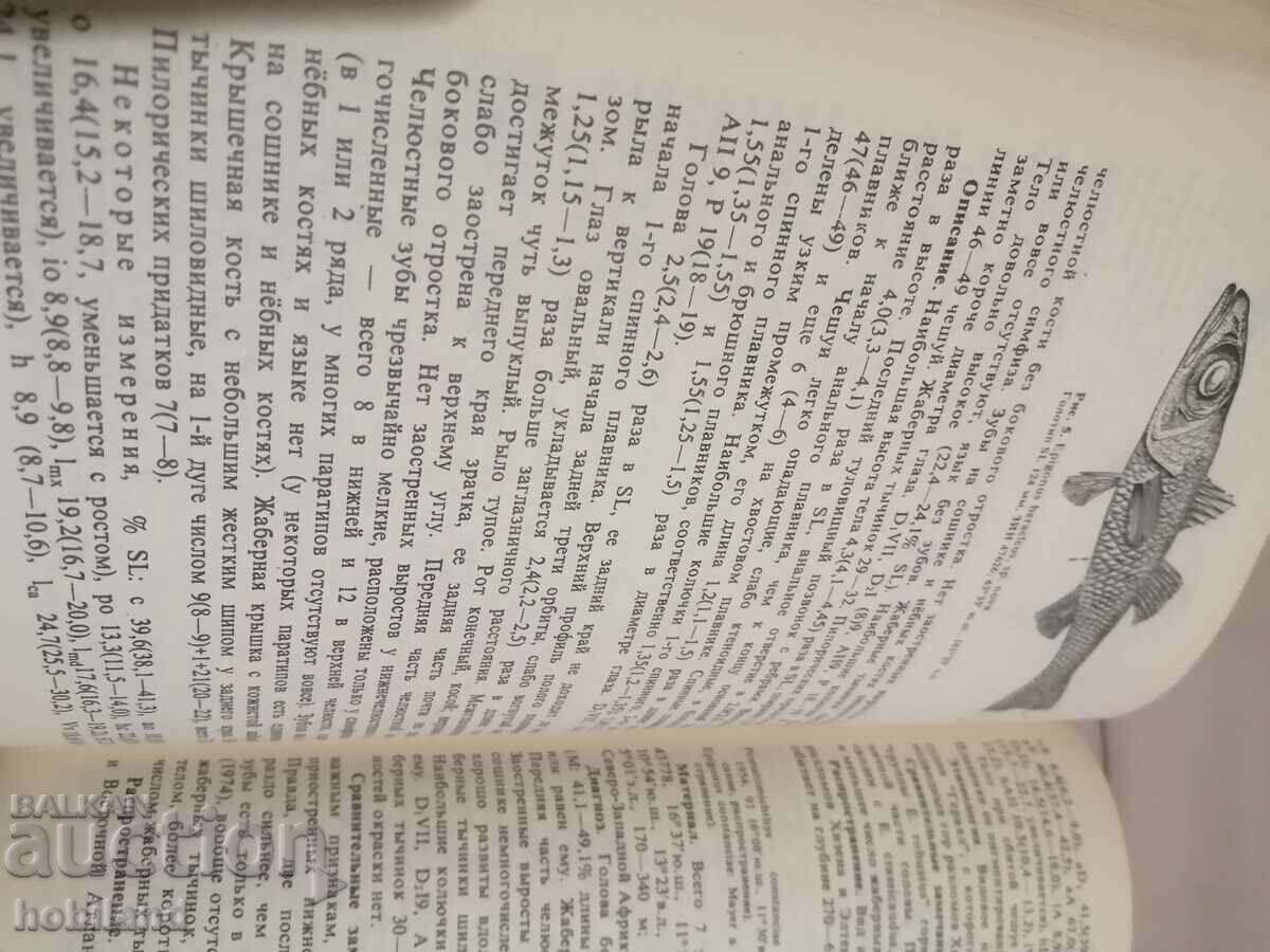 Licitație Pești pelagici și de adâncime. Licitație Pești pelagici și de adâncime.