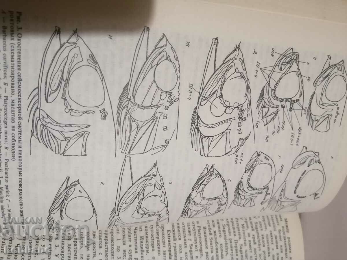 Livrarea Pești pelagici și de adâncime. Livrarea Pești pelagici și de adâncime.