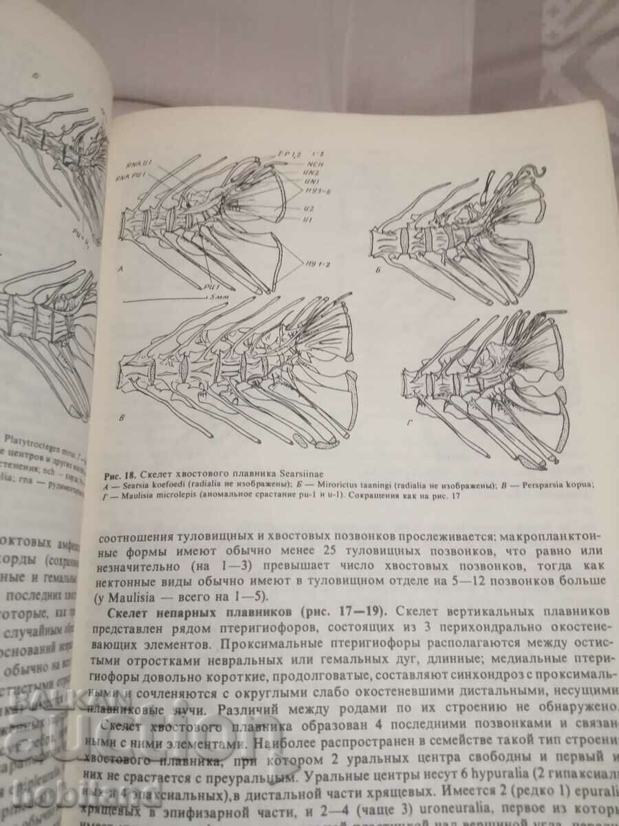 Pești pelagici și de adâncime. - 5 Pești pelagici și de adâncime. - 5