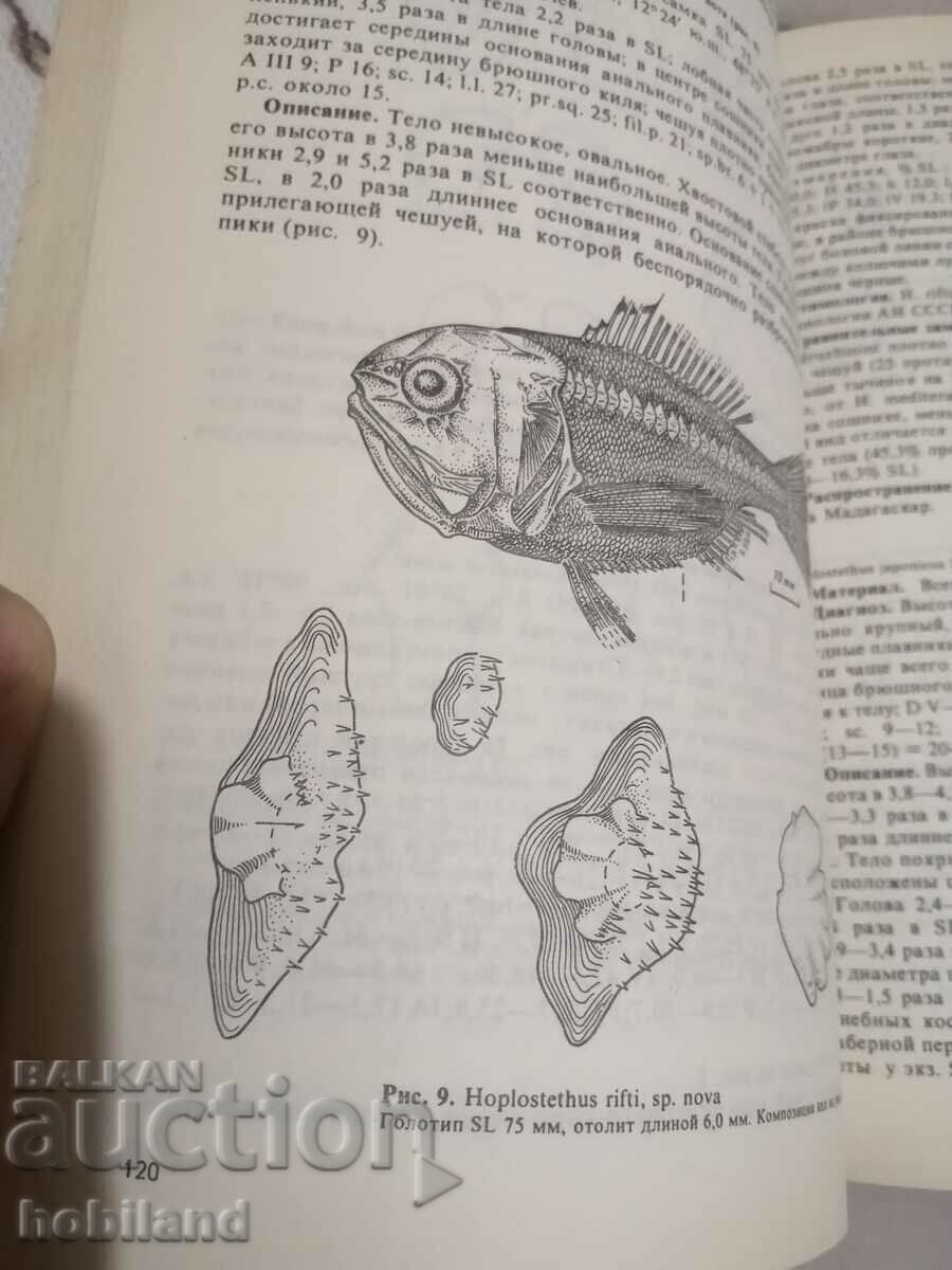 Pești pelagici și de adâncime. - 6 Pești pelagici și de adâncime. - 6