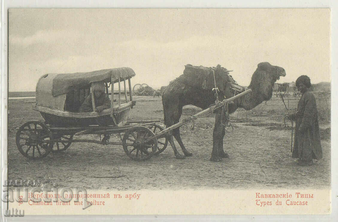 Ρωσία, Καυκάσιοι τύποι, ομάδα καμήλας, σπάνια
