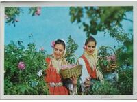 България Пощенска картичка. БОЛГАРИЯ BULGARIA Сбор роз Rose
