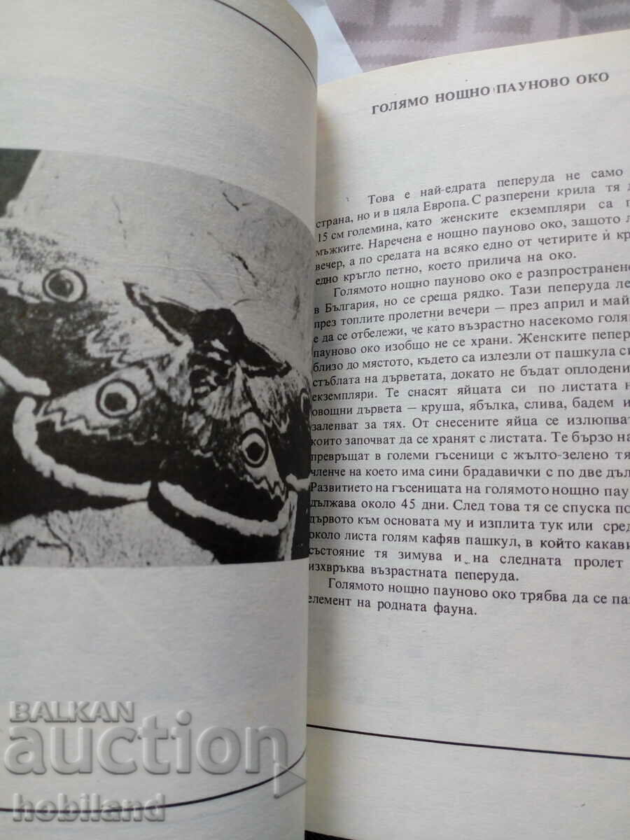 Auction Don't kill them Auction Don't kill them