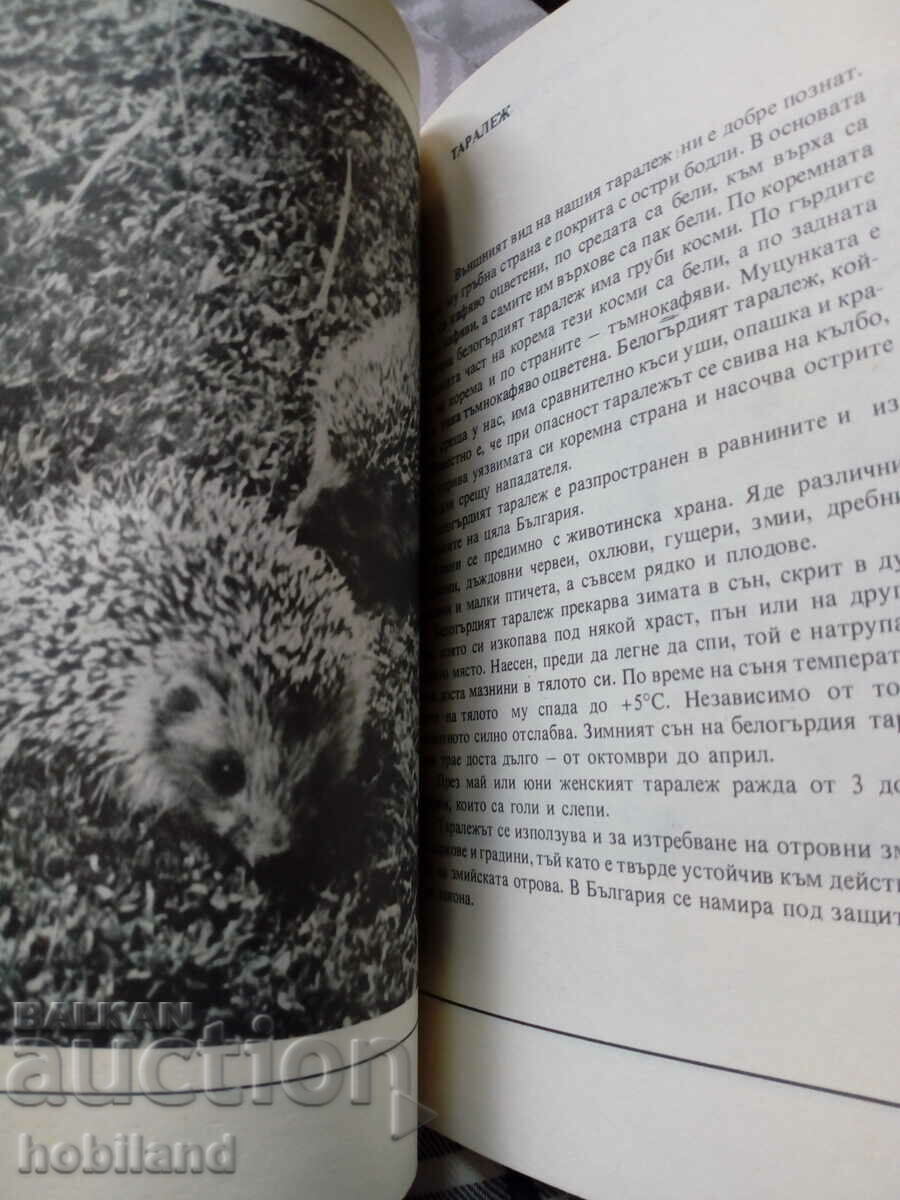 Don't kill them - 6 Don't kill them - 6