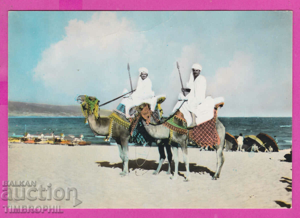Auction 309237 / Nessebar - Two camels with camel drivers on the beach A-251/1961 Auction 309237 / Nessebar - Two camels with camel drivers on the beach A-251/1961