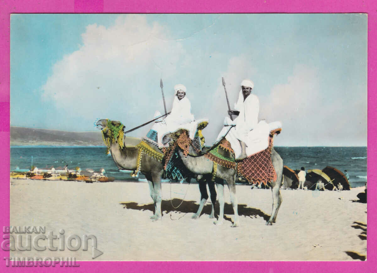 309237 / Nessebar - Δύο καμήλες με οδηγούς καμήλες στην παραλία A-251/1961