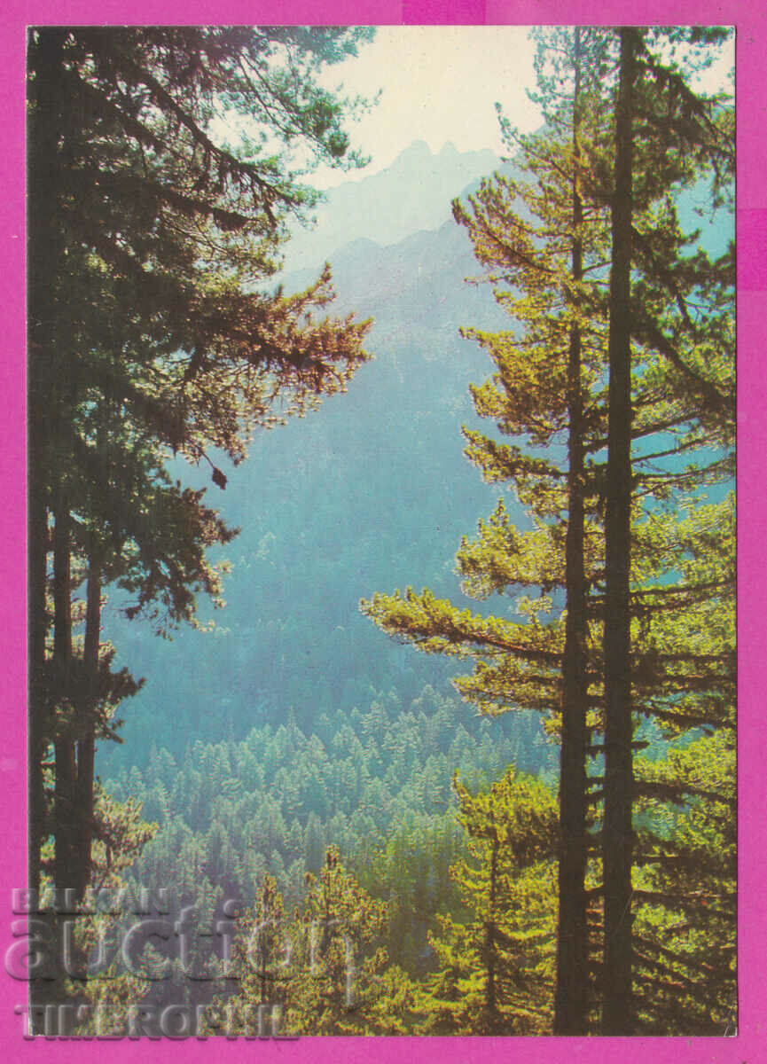 Auction 309264 / Pirin peak "Strajite" peak 1975 Fotoizdat PK Auction 309264 / Pirin peak "Strajite" peak 1975 Fotoizdat PK