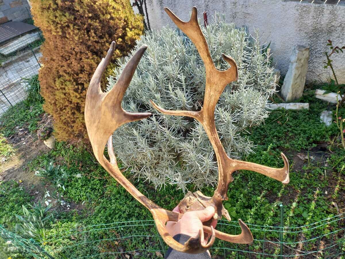 ΟΜΟΡΦΗ ΠΑΛΙΑ ΚΕΡΗΦΑΙΑ ΤΡΟΦΑΙΟ ΕΛΑΦΙ ΦΤΥΑΡΙ ΓΩΝΙΑΚΟ ΤΑΒΕΡΝΑ με τιμή € 85.00 | 166.25 BGN