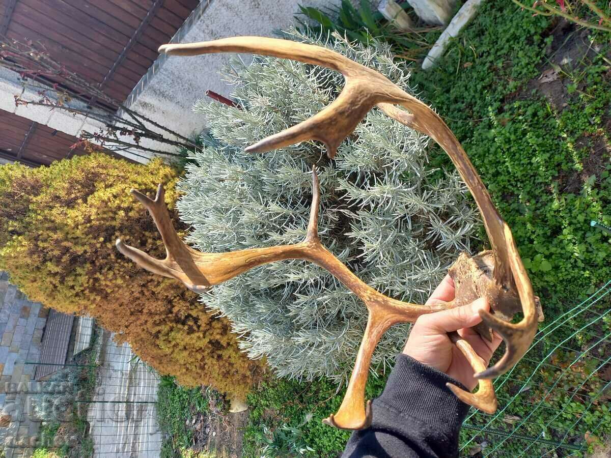 Licitație FRUMOASĂ TROFEU COARN VECHI TROFEU LOPATA COLT CĂRBĂ Licitație FRUMOASĂ TROFEU COARN VECHI TROFEU LOPATA COLT CĂRBĂ