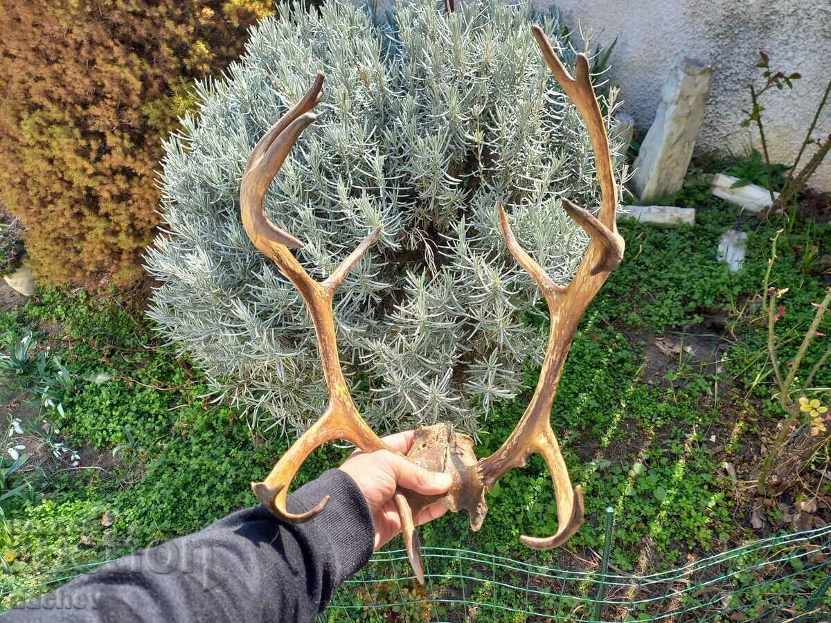 Livrarea FRUMOASĂ TROFEU COARN VECHI TROFEU LOPATA COLT CĂRBĂ Livrarea FRUMOASĂ TROFEU COARN VECHI TROFEU LOPATA COLT CĂRBĂ