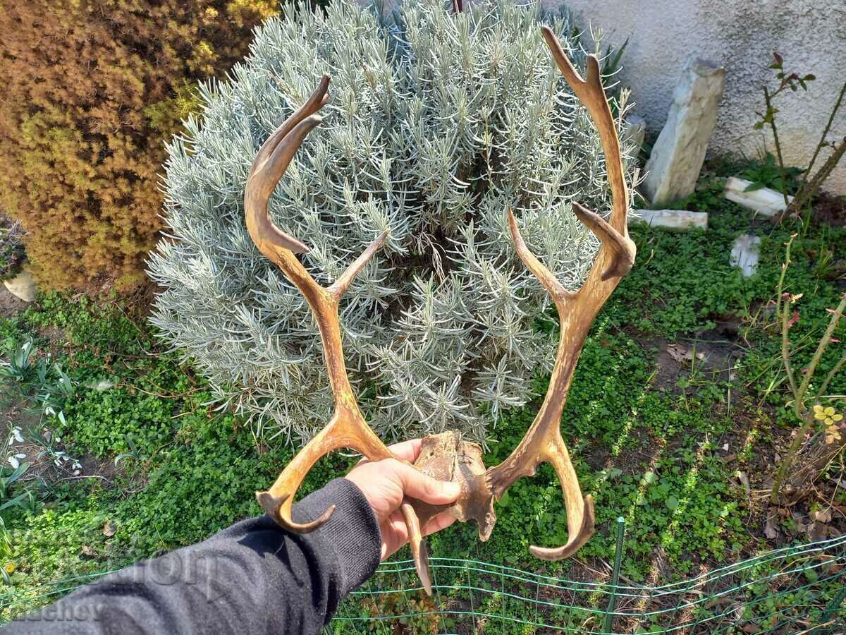 Παράδοση ΟΜΟΡΦΗ ΠΑΛΙΑ ΚΕΡΗΦΑΙΑ ΤΡΟΦΑΙΟ ΕΛΑΦΙ ΦΤΥΑΡΙ ΓΩΝΙΑΚΟ ΤΑΒΕΡΝΑ