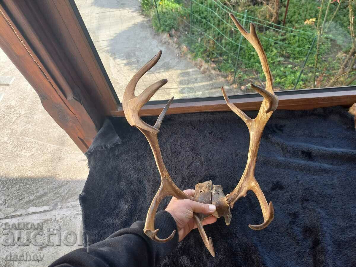 FRUMOASĂ TROFEU COARN VECHI TROFEU LOPATA COLT CĂRBĂ - 5 FRUMOASĂ TROFEU COARN VECHI TROFEU LOPATA COLT CĂRBĂ - 5