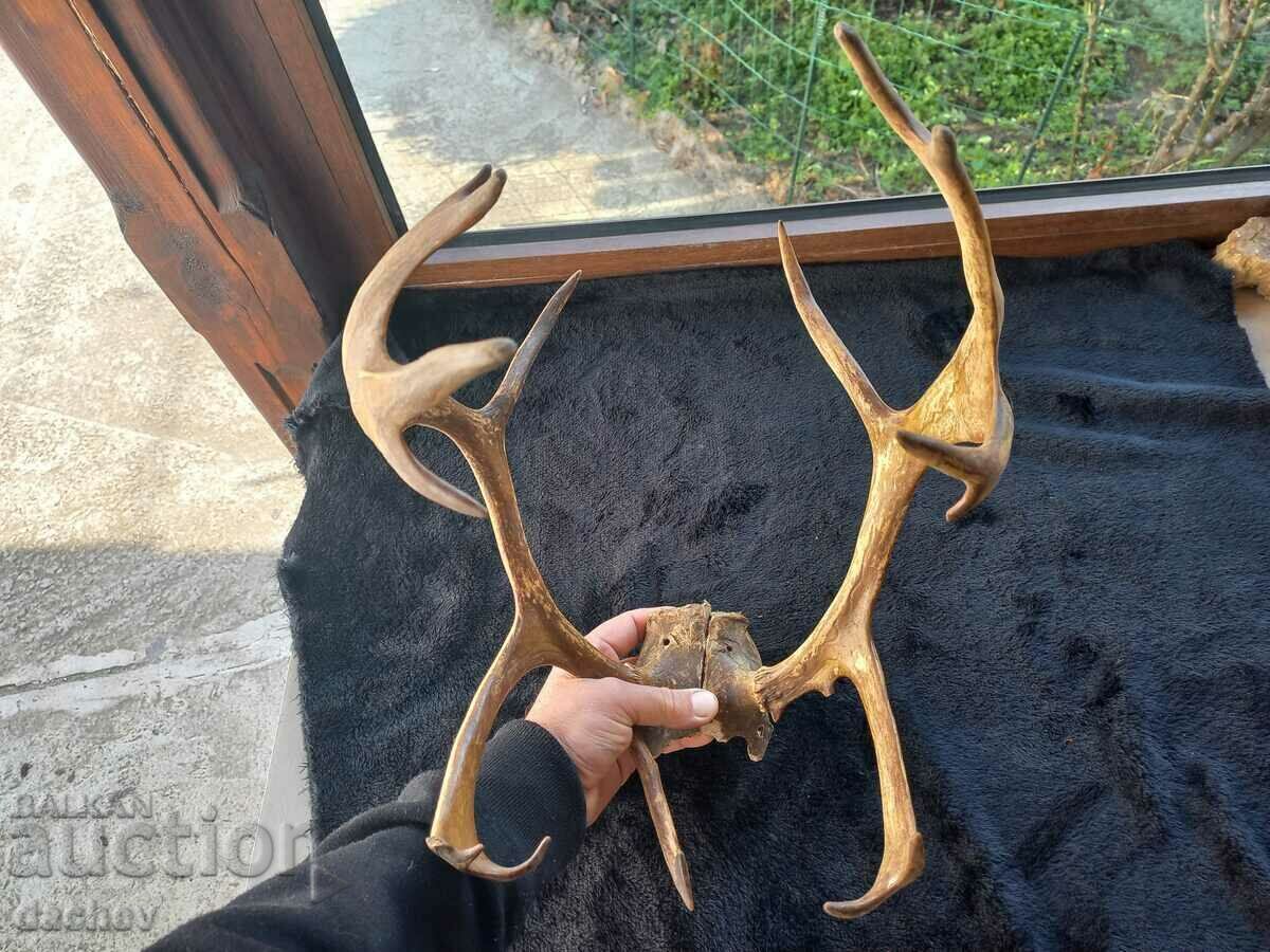 FRUMOASĂ TROFEU COARN VECHI TROFEU LOPATA COLT CĂRBĂ - 6 FRUMOASĂ TROFEU COARN VECHI TROFEU LOPATA COLT CĂRBĂ - 6