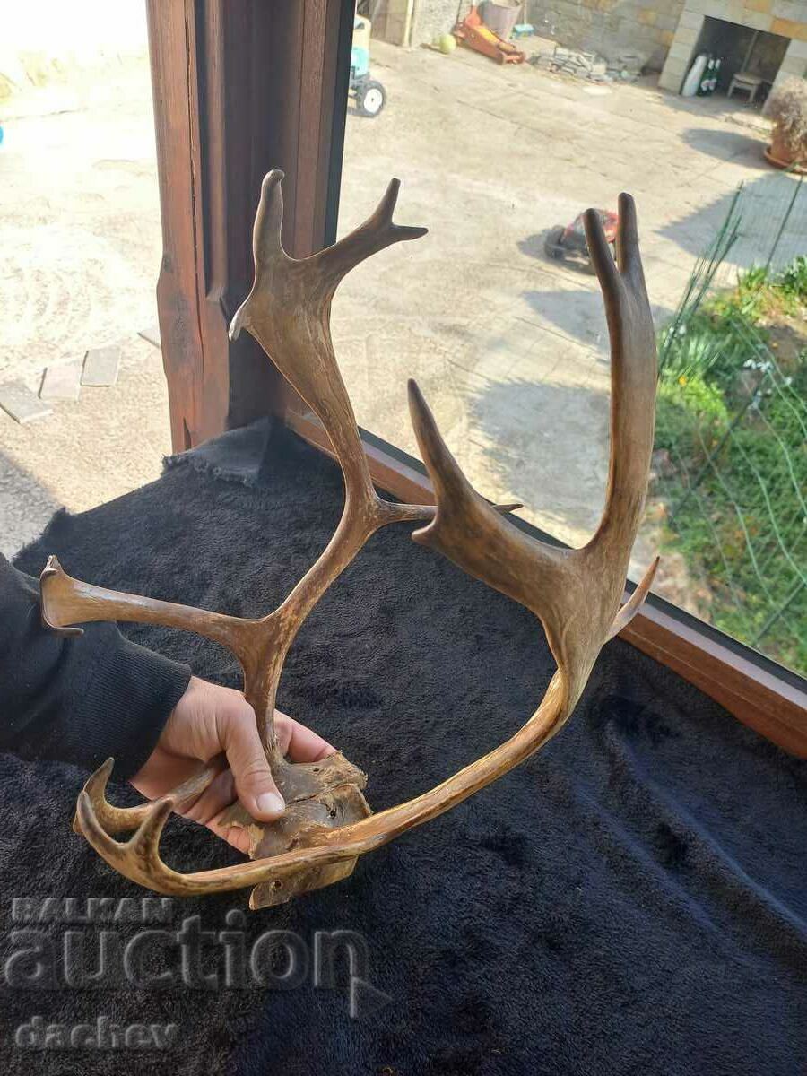 FRUMOASĂ TROFEU COARN VECHI TROFEU LOPATA COLT CĂRBĂ - 7 FRUMOASĂ TROFEU COARN VECHI TROFEU LOPATA COLT CĂRBĂ - 7