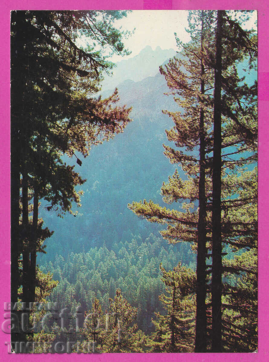 Auction 309272 / Pirin morning under the "Guards" D-4641-А Fotoizdat PK Auction 309272 / Pirin morning under the "Guards" D-4641-А Fotoizdat PK