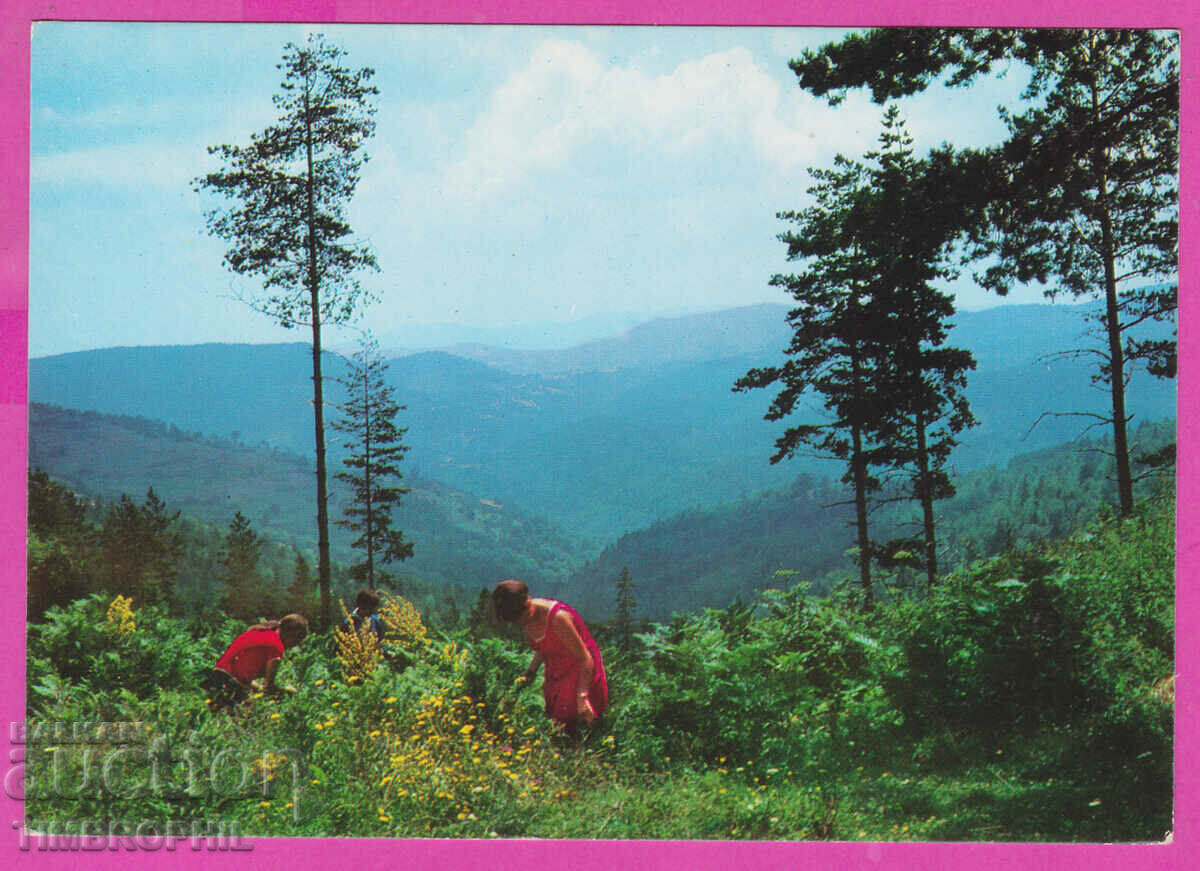 Auction 309364 / Plovdiv - Iz Park "Rodopi" D-5732-А Fotoizdat PK Auction 309364 / Plovdiv - Iz Park "Rodopi" D-5732-А Fotoizdat PK