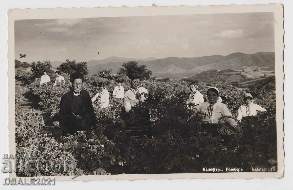 България картичка Г.П. 1930-те КАЛОФЕР Розобер /57840