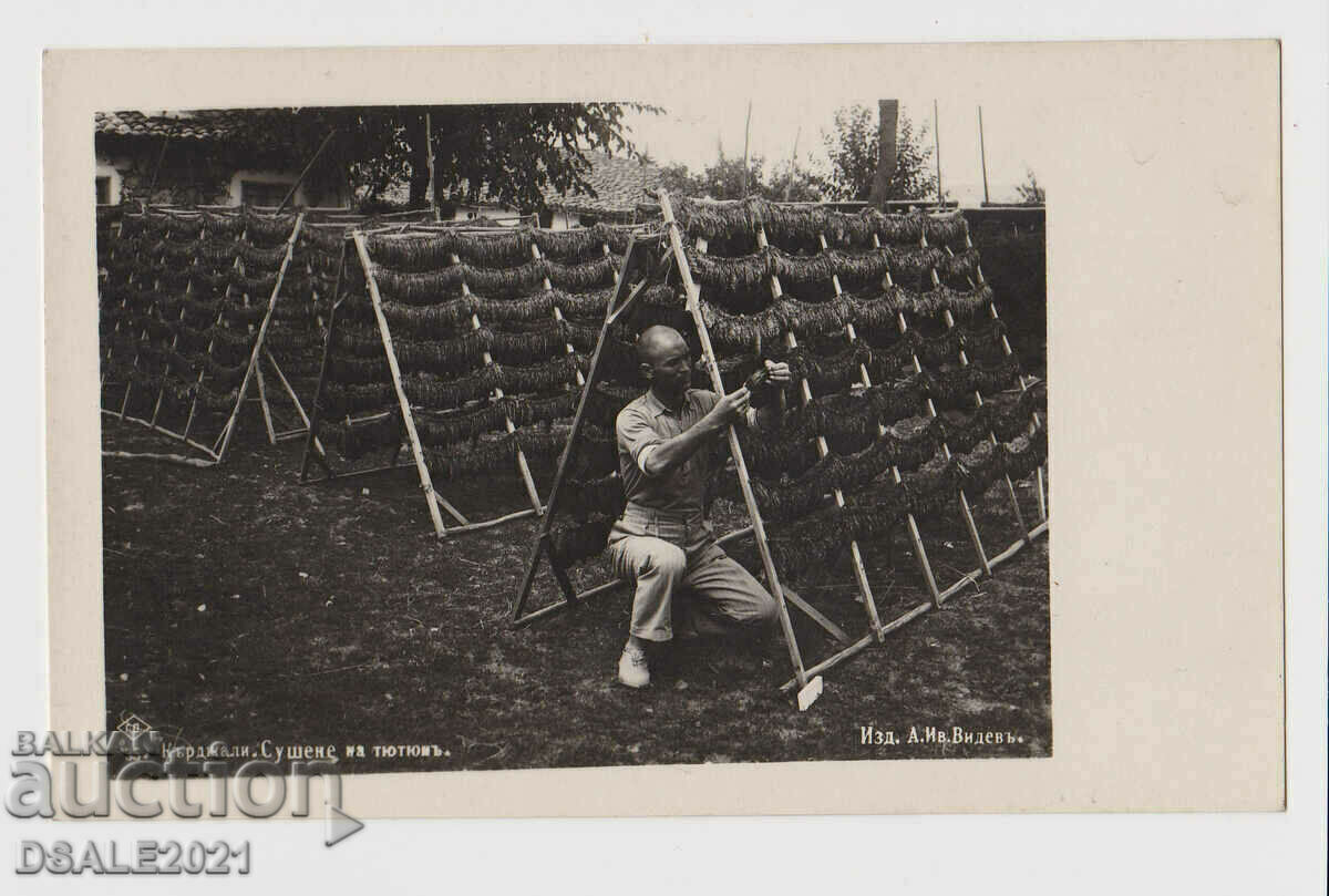 Bulgaria postcard GP 1930s Kardzhali drying tobacco 37791