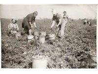 Bulgaria Old photo photography - women in the field collecting...