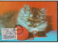 Κάρτες μέγ. Γάτες, σφραγίδα ημερομηνίας Σόφια 1984
