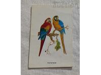 PARROTS CALENDAR 1983