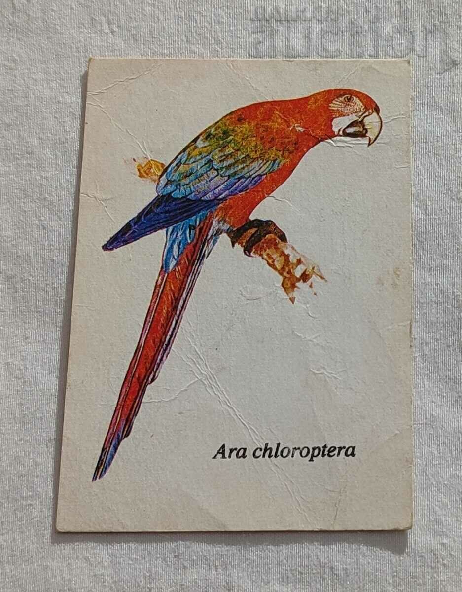 CALENDARUL PARROT ARA CHLOROPTERA SBH 1989