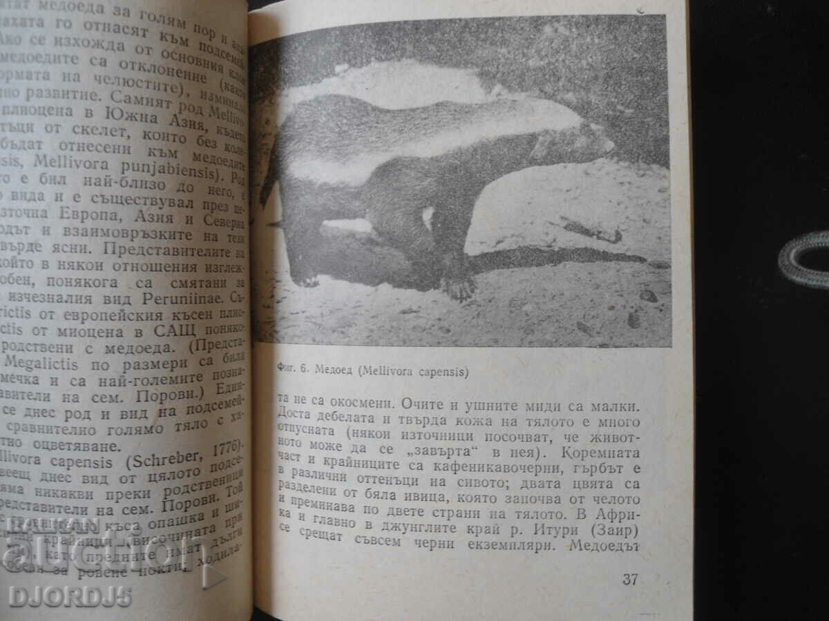 Παράδοση Παιχνιδιάρικα αρπακτικά, Ivan Heran Παράδοση Παιχνιδιάρικα αρπακτικά, Ivan Heran
