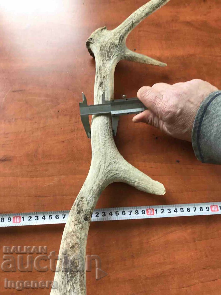 Auction ROG ELENSKI Auction ROG ELENSKI