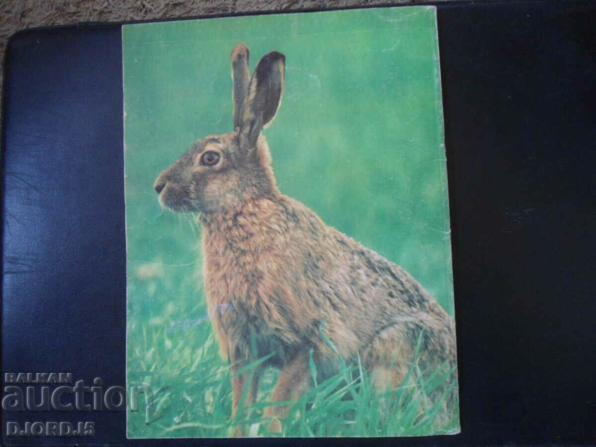 "Pifou" magazine, No. 7 - 5 "Pifou" magazine, No. 7 - 5