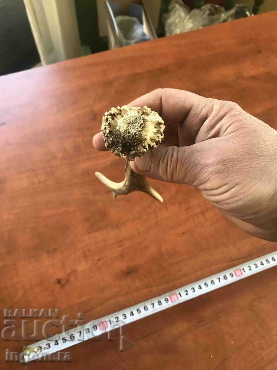 ROG SARANDAK SARANDAK PENTRU MÂNER DE CUȚIT SAU ORNAMENT - 5