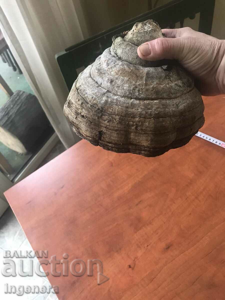 MUSHROOM WOODEN NATURAL LARGE FOR DECOR with price 11.00 BGN | € 5.62 MUSHROOM WOODEN NATURAL LARGE FOR DECOR with price 11.00 BGN | € 5.62