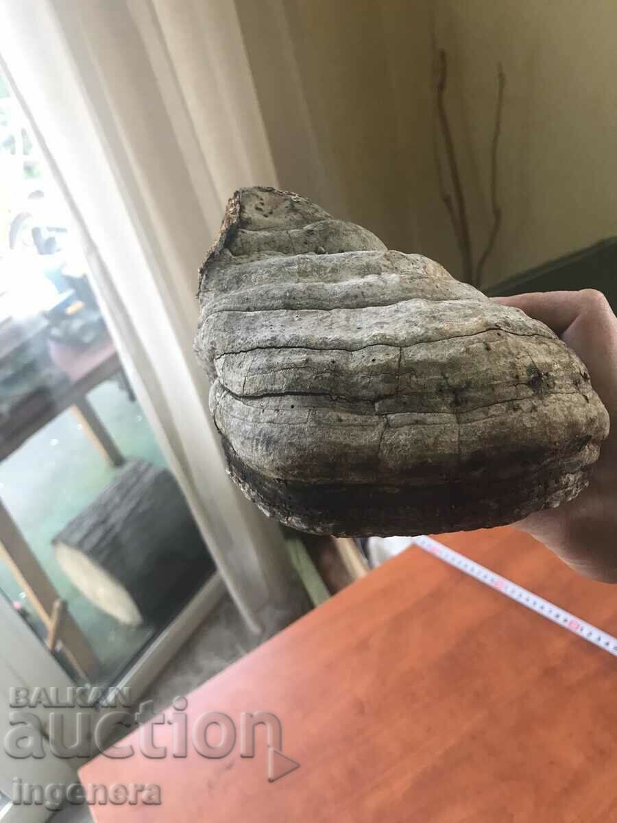 Auction MUSHROOM WOODEN NATURAL LARGE FOR DECOR Auction MUSHROOM WOODEN NATURAL LARGE FOR DECOR