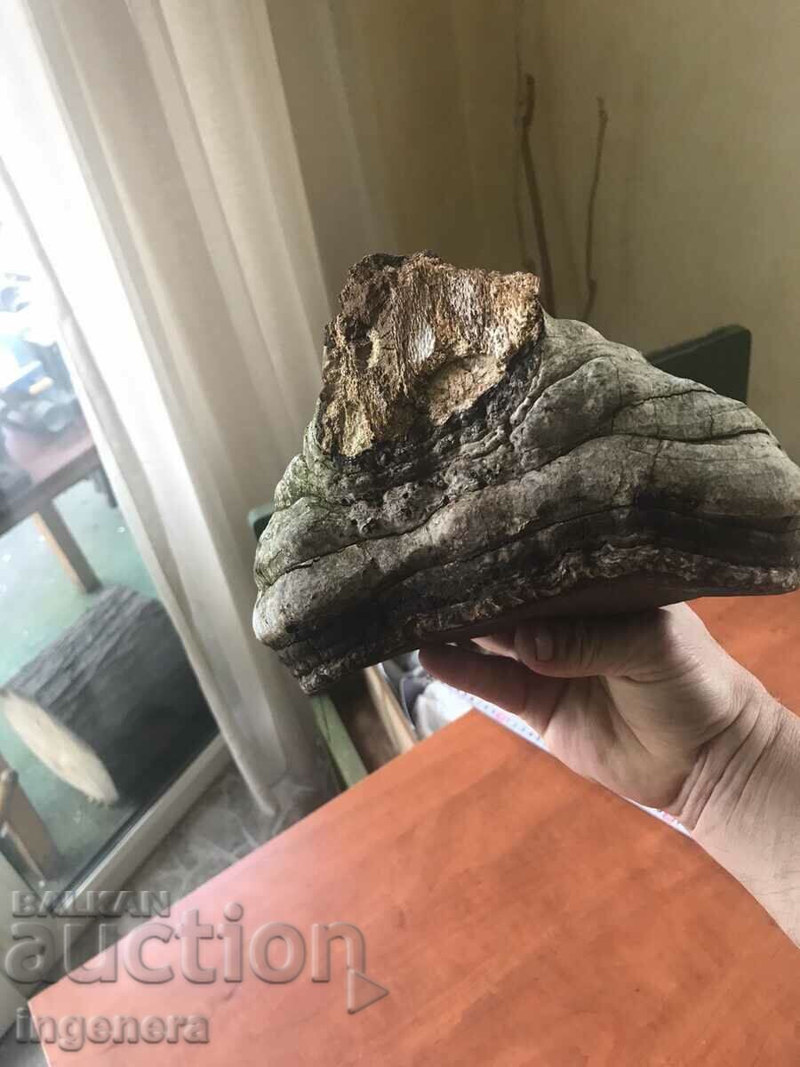 Delivery of MUSHROOM WOODEN NATURAL LARGE FOR DECOR Delivery of MUSHROOM WOODEN NATURAL LARGE FOR DECOR